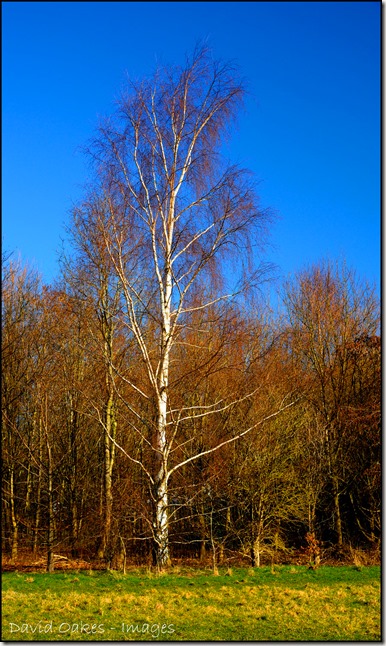 Silver-Birch-Spring