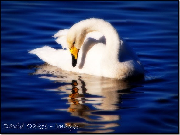 Whooper-Swan