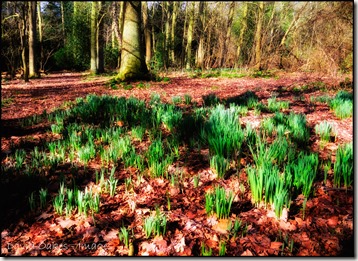 Woodland-Daffs-6.4.14