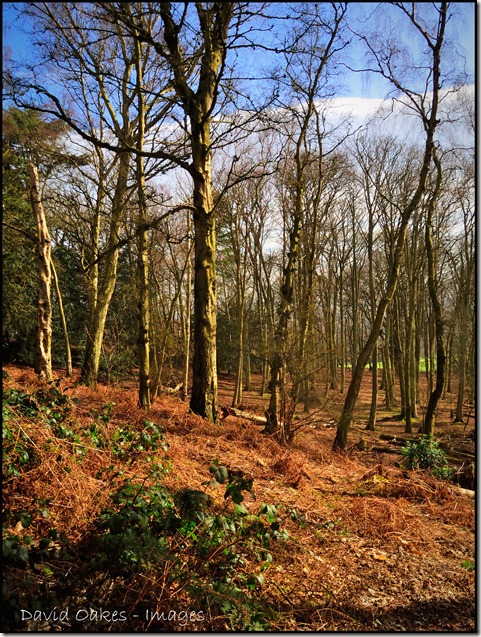 Woodland-dawn-6.4.14