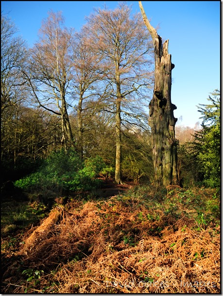 Woodland-Stark-contrast-6.4.14