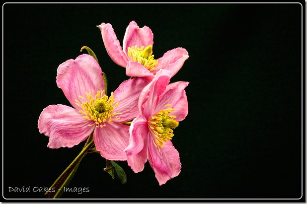 Clematis-3