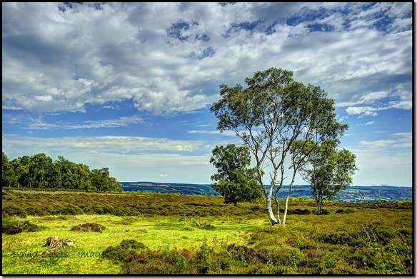 Stanton-Moor-Silver-Birch_filtered