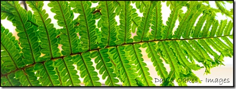 Fern-Frond