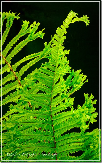 Fern-Leaf