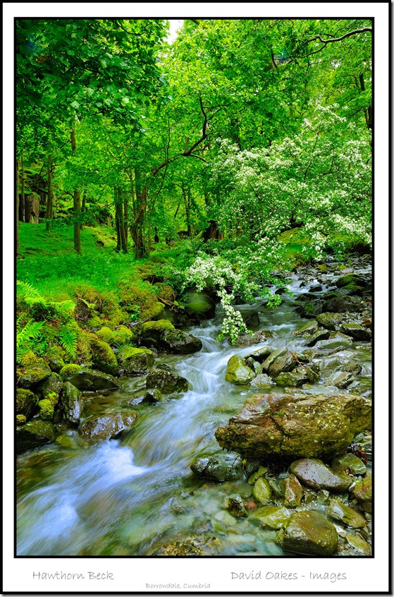 Hawthorn-Beck-Caption--_0064