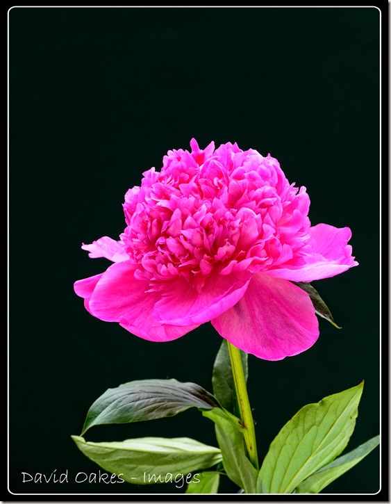 Peony---08833