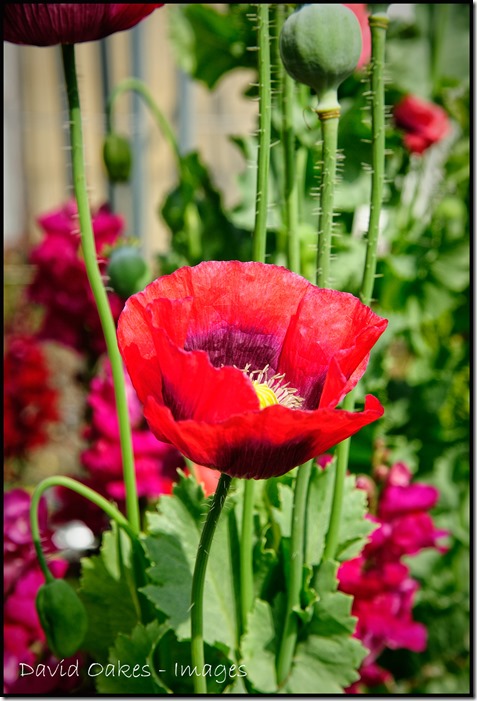 Poppies-1