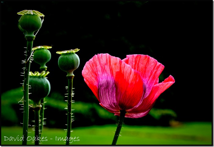 Poppies-2