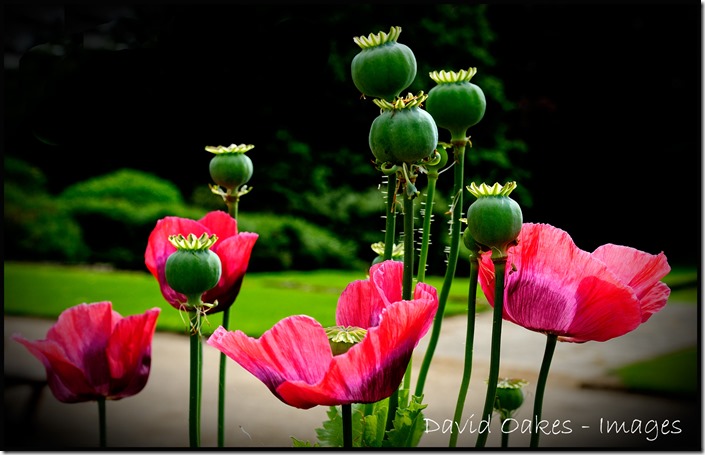 Poppies-3