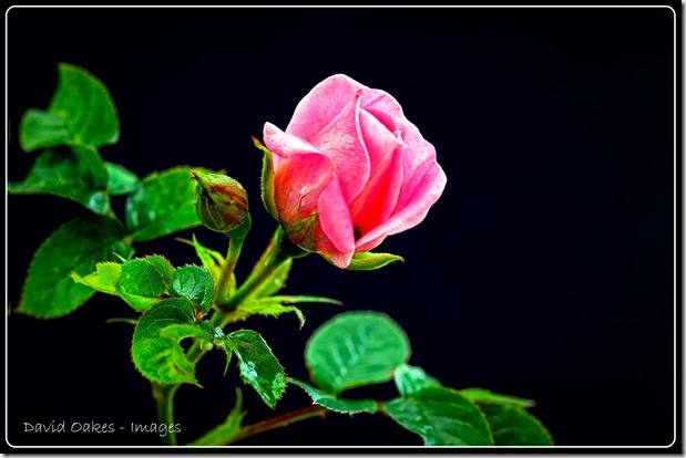 Rose-Bud--08838