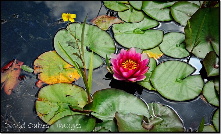 Water-Lilliy