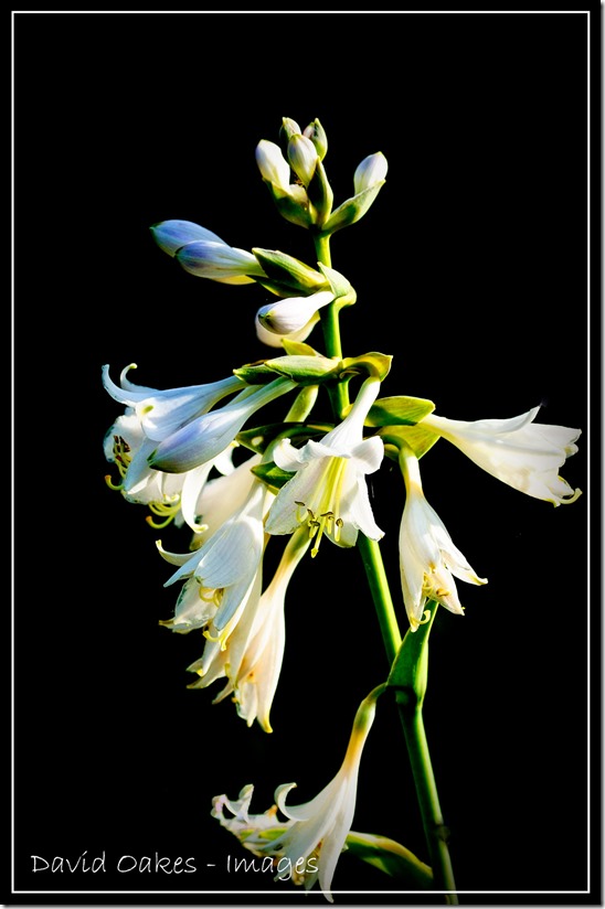 White-Hosta