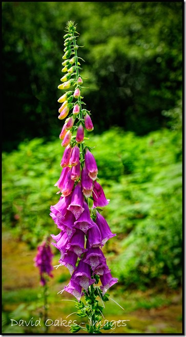 Foxglove-2