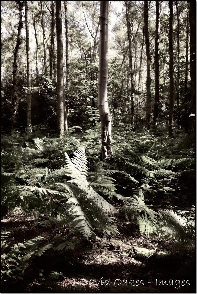 A-Muted-Morning-in-the-Woods