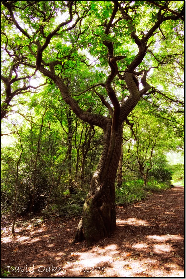 Early-morning-sun-on-the-Chestnut