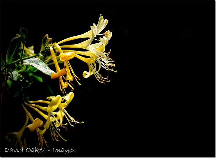 Honeysuckle