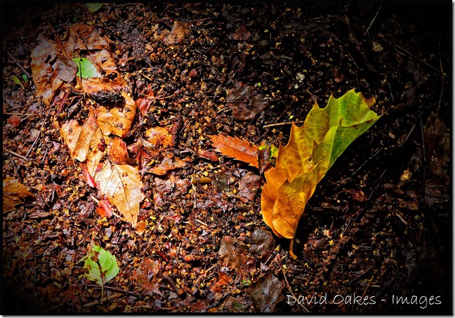 Leaves-1