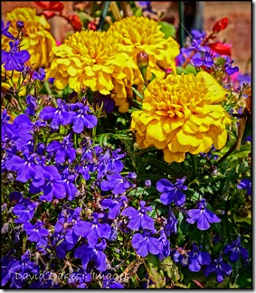 Lobelia-and-marigolds