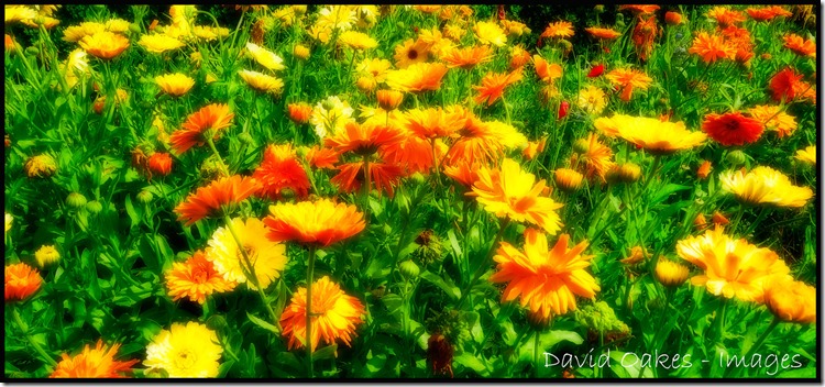 Marigold-2