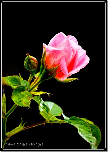 Rose-Bud--08846