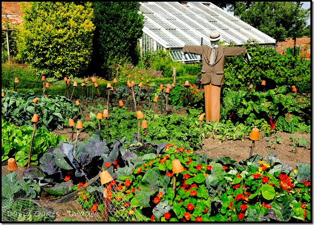 Scarecrow-and-Cabbages