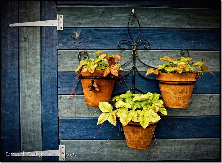 Strawberries-Long-Gone-2