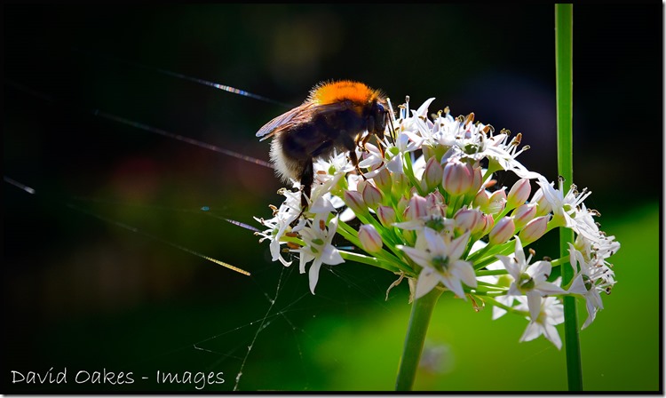 Bee-and-Chives-2