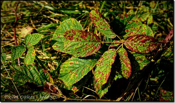 Bramble-Leaves-Turning