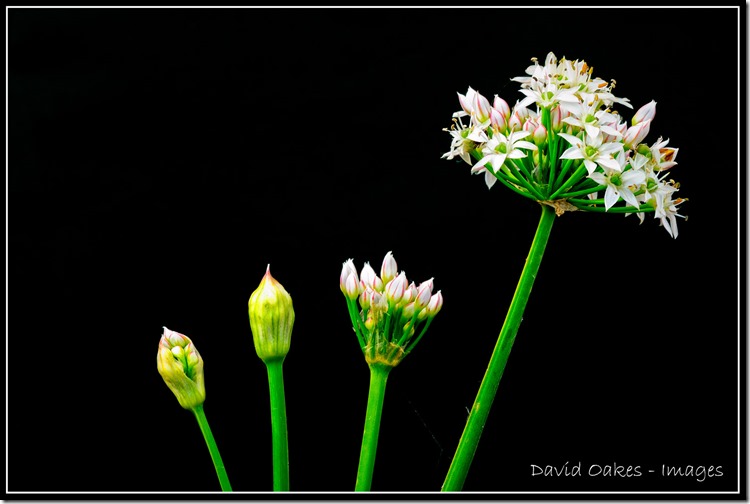 Chives-1