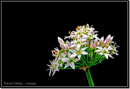 Chives-3