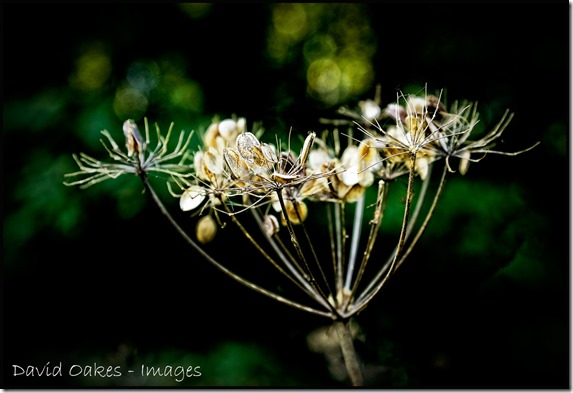Cow-Parsley-Seed