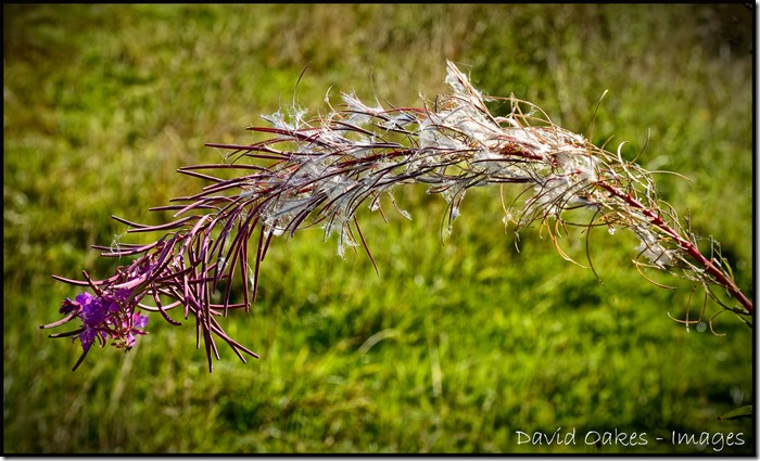 Last-of-the-Willowherb