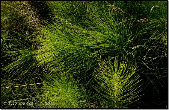 Mares-Tails-Grasses