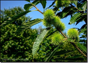 Sweet-Chestnuts