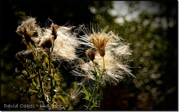 Thistle-Seed-2