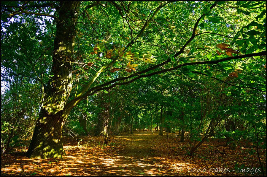 Woodland-Walk