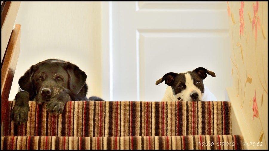 Just-when-are-we-going-Walkies