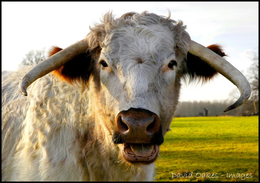 LONG-HORN-COW-Portrait-2