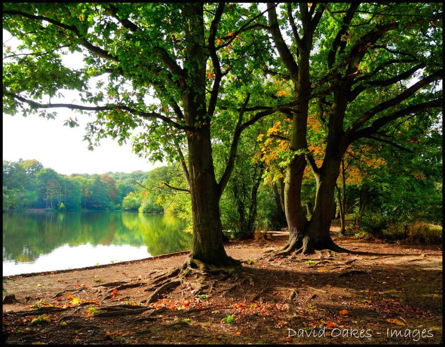 Morning-by-the-Lake.jpg-2