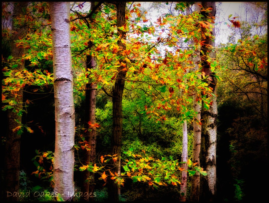 Oak-between-the-Birch