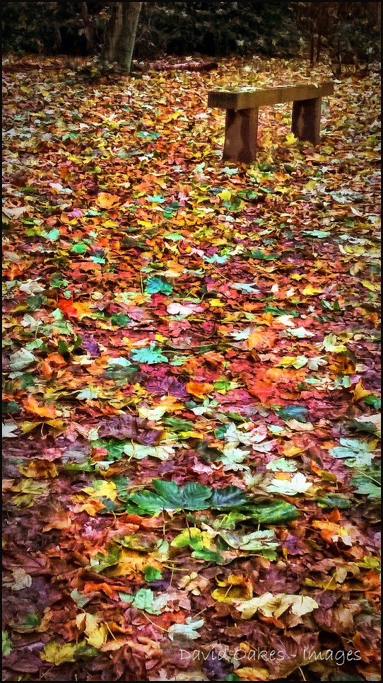 Wet-Leaves-(Phone)