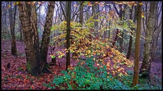 Woodland-Mist-1-copy