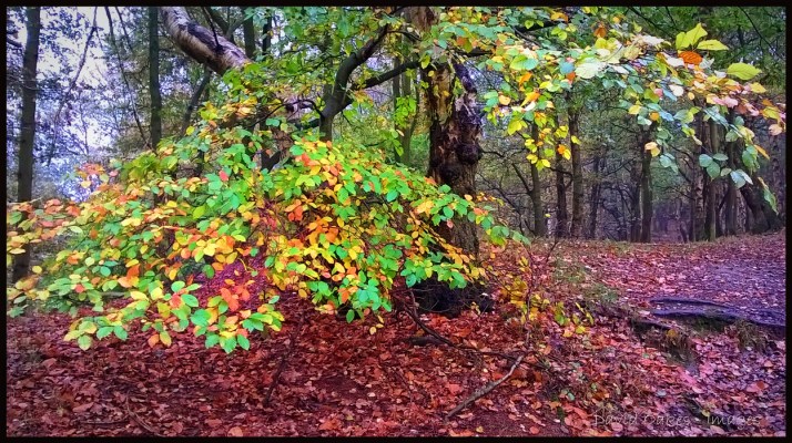 Woodland-Mist-3-copy