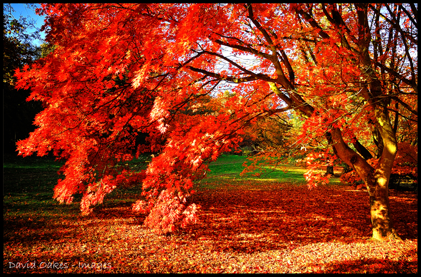 Autumn Red