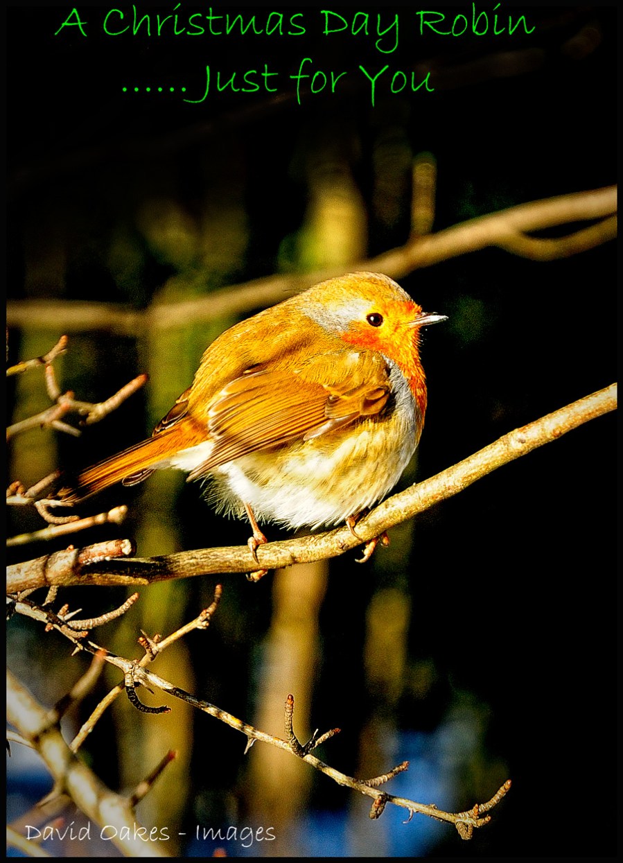 Christmas-Day-Robin