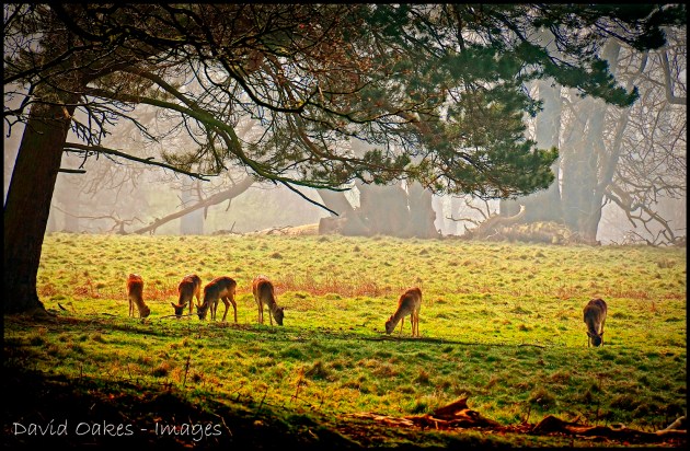 Deer-at-Dawn.. copy