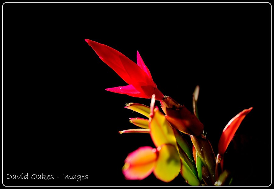 1.12-Christmas-Cactus