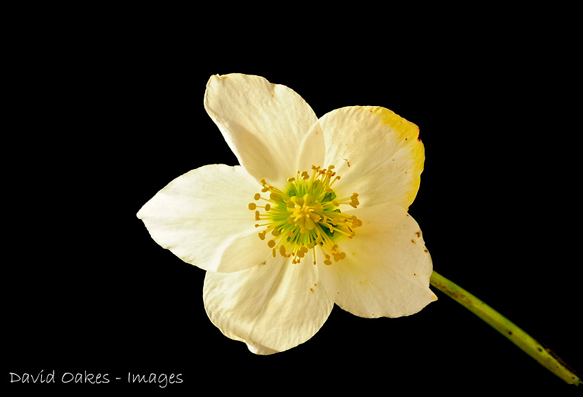 Christmas-Rose-11791