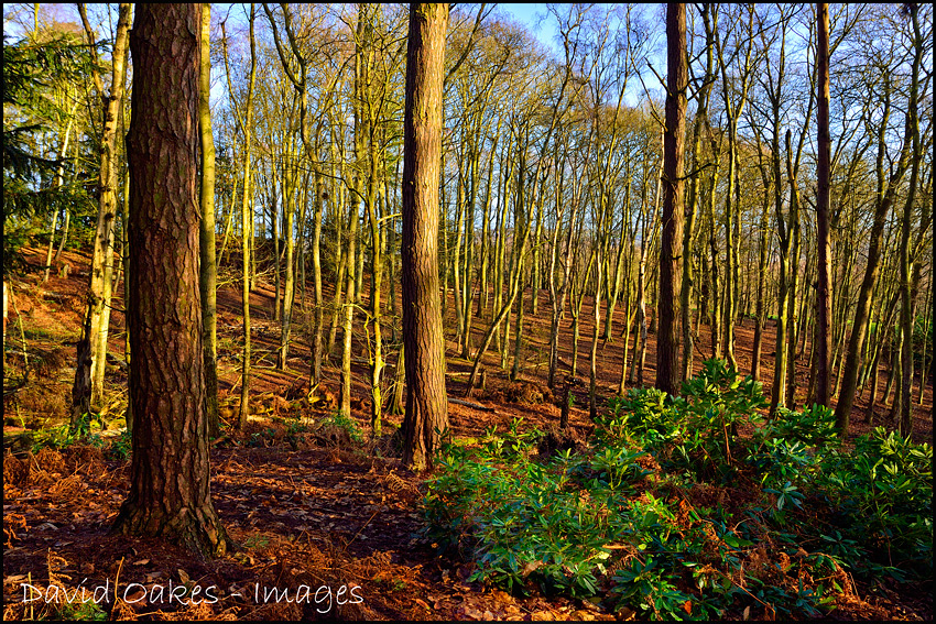 2.1-Sun-in-the-Woods